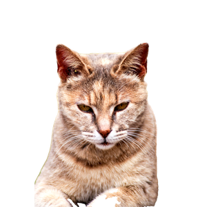 Close Up Portrait Of A Serene Tabby Cat In Alanya, Captured Outdoors With A Soft Focus Background. 16838 - Cat PNG image with transparent background